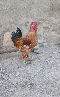 خروس