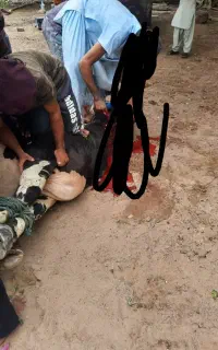 قصاب جهت ذبح دام