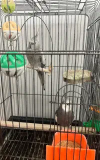 عروس هلندی
