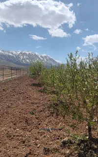 باغ ۵ ساله فنس کشی