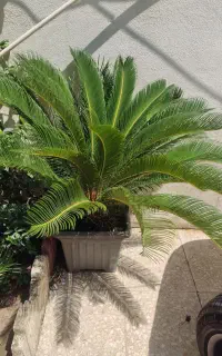سیکاس ده ساله مادر در حال تکثیر