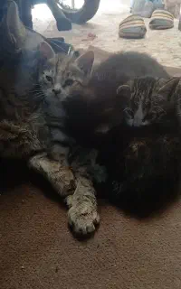 گربه مادر با 4 بچه ی 40 روزه