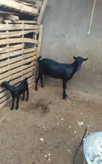 کهره با بچه نر