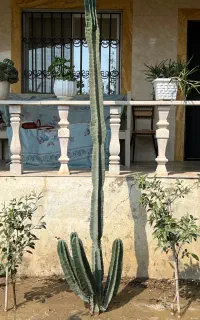 افوربیا کاکتوس