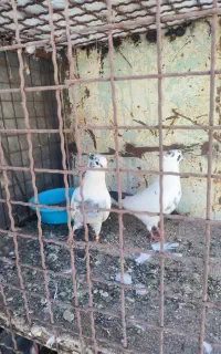 کبوتر