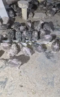 بلدرچین ماده