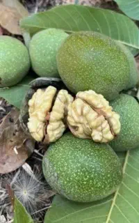 جمع آوری محصول گردو به صورت شراکتی
