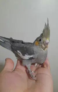 عروس هلندی ماده