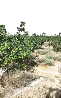راننده تراکتور۳۹۹جفت