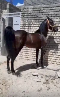 اسب نریان کرد