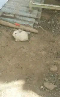 خرگوش فروشی