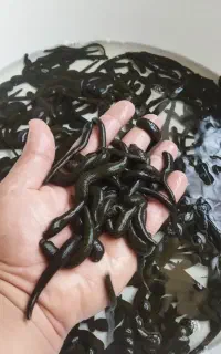 زالو طبی بهداشتی