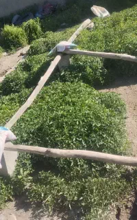 نشا،بادمجان ،فلفل