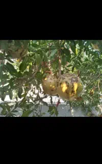انار ترش محلی