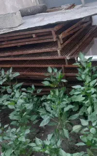 فروش قفسه سبزه