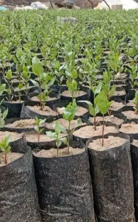 نهال پسته درجه یک