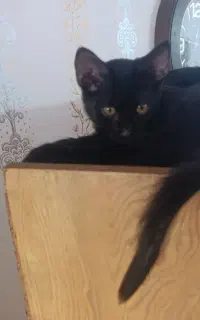 بچه گربه