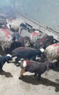 گوسفند