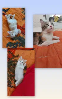 گربهء ماده با دو تا بچه
