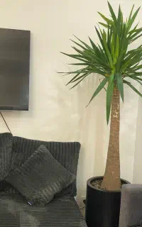 تعدادی گیاهان آپارتمانی طبیعی
