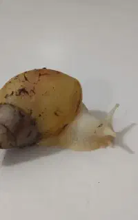 حلزون