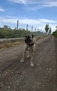 سگ سرابی ماده