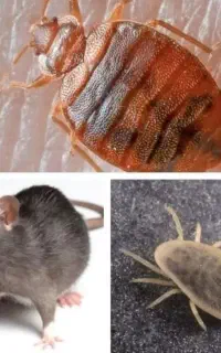 سم پاشی سمپاشی سوسک ساس حشرات موزی خانگی