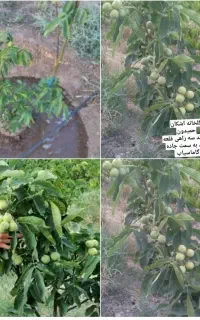 تولید کننده نهال ( اشکان حمیدوند)