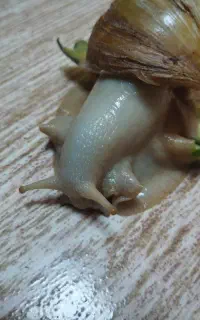 فروش حلزون ماده