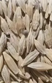 فروش جو بذری