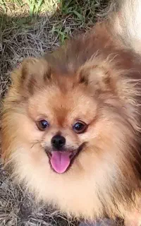 سگ پا کوتاه نژاد پامر