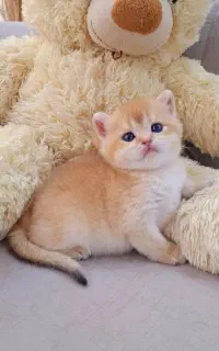 گربه های گلد