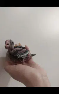 جوجه عروس درجه ۱