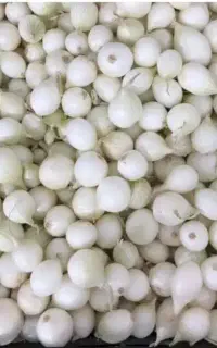 پیاز مینروا