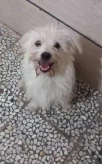 سگ گم شده
