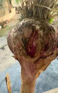 سیرمحلی تازه وخوش عطر وبو بدون برگ وبا برگ