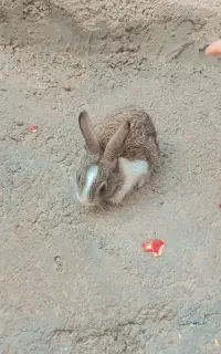 خرگوش