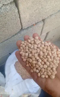 نخود تهرونی