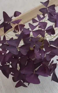 گل اگزالیس پروانه ای