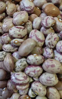 لوبیا چیتی