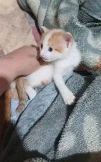 واگذاری گربه