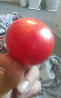 میوه