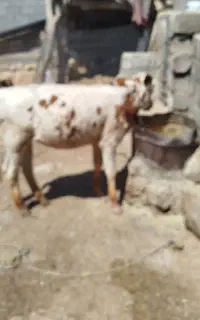 گوساله ماده داشتی .قیمت توافقی
