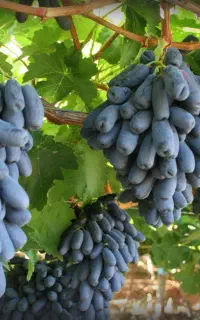 نهال انگور موندراپ اصلاح‌شده