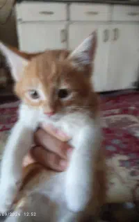 گربه خانگی