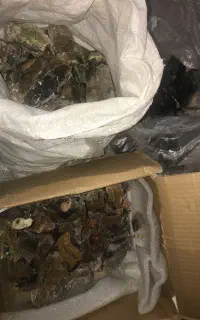 راف عقیق