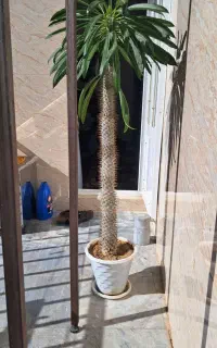 نخل ماداگاسکار سالم