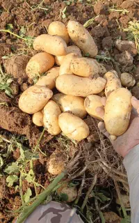 سیب زمینی