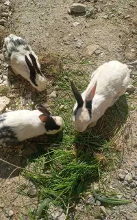 حیوانات خانگی