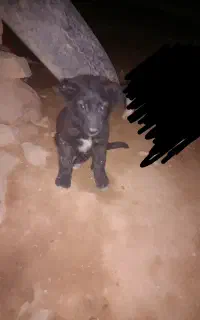 توله
